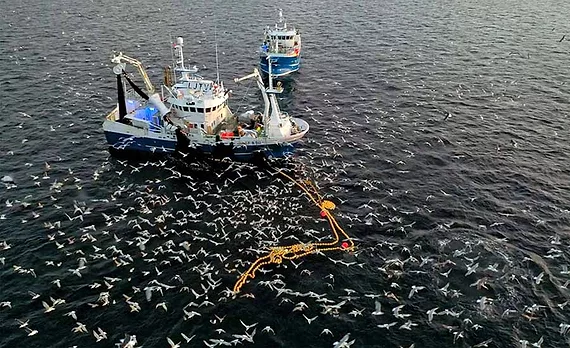 Seafood and sustainability