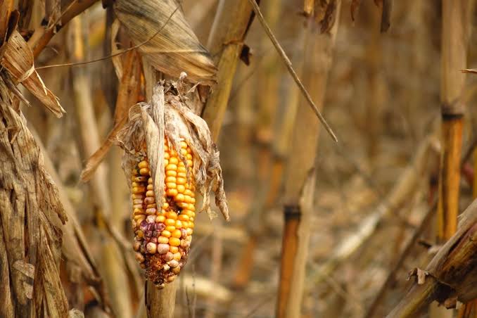 Top Global Food Safety Threats