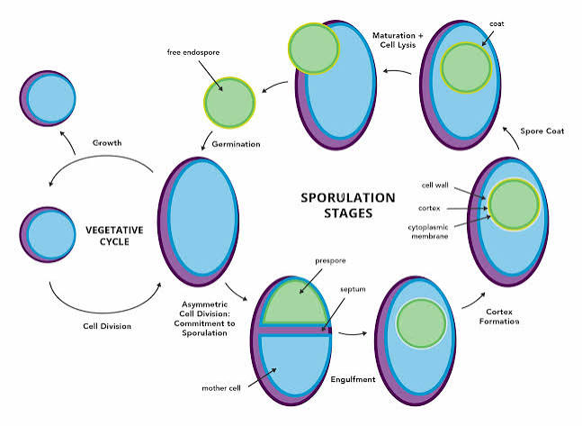 Spore-forming bacteria